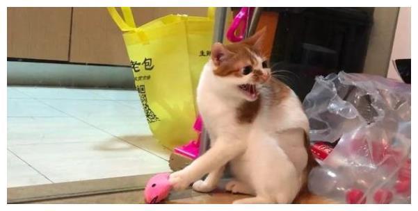 猫咪会因为应激反应而致死？不要高估你家猫，别让悲剧频频发生