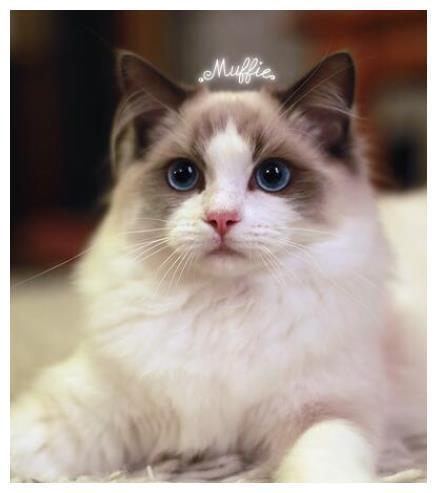 猫咪会因为应激反应而致死？不要高估你家猫，别让悲剧频频发生