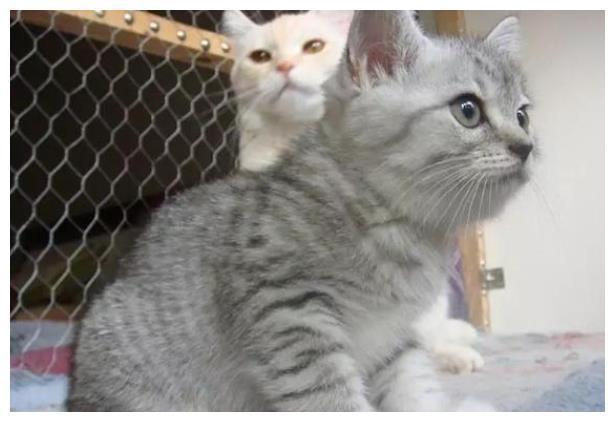猫咪会因为应激反应而致死？不要高估你家猫，别让悲剧频频发生
