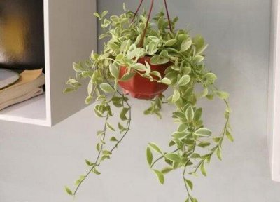 ​爬藤类植物有哪些品种（生活中爬藤类植物名称及图片）