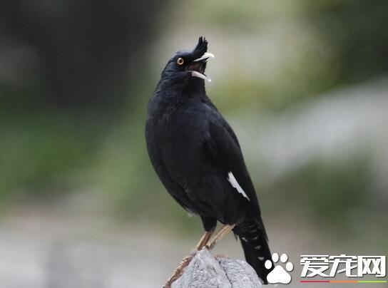 八哥怎么分辨公母 最简单鉴别八哥性别方法