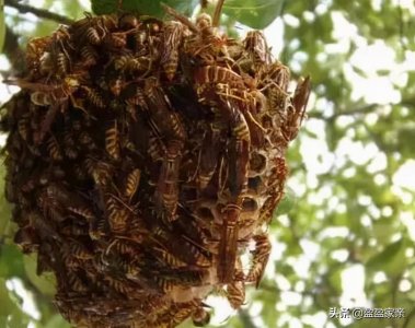 ​马蜂窝被捅后，一般要等多长时间马蜂才会飞走？