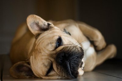 ​巴哥犬和斗牛犬还在傻傻分不清楚吗？一起来了解下吧