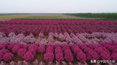 ​既养眼，又长知识，你见过这么美的北美海棠科普贴吗？