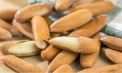 ​一斤高达200块，中国目前无人种植，专家称云南横断地形最合适