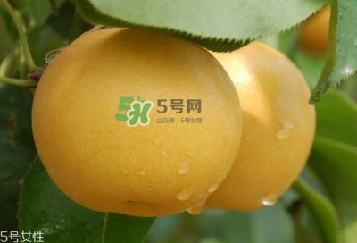 ​圆黄梨好吃吗？圆黄梨的功效与作用