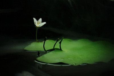 ​一叶莲，一片叶子也能开花的神奇水生植物！