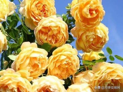 ​藤本月季经典品种黄金庆典，优缺点大解析