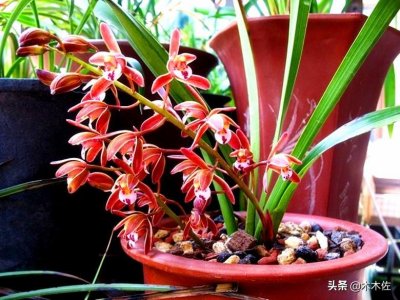 ​蜂蜜兰，国家重点保护植物，以花多色艳形似蜂蜜而得名