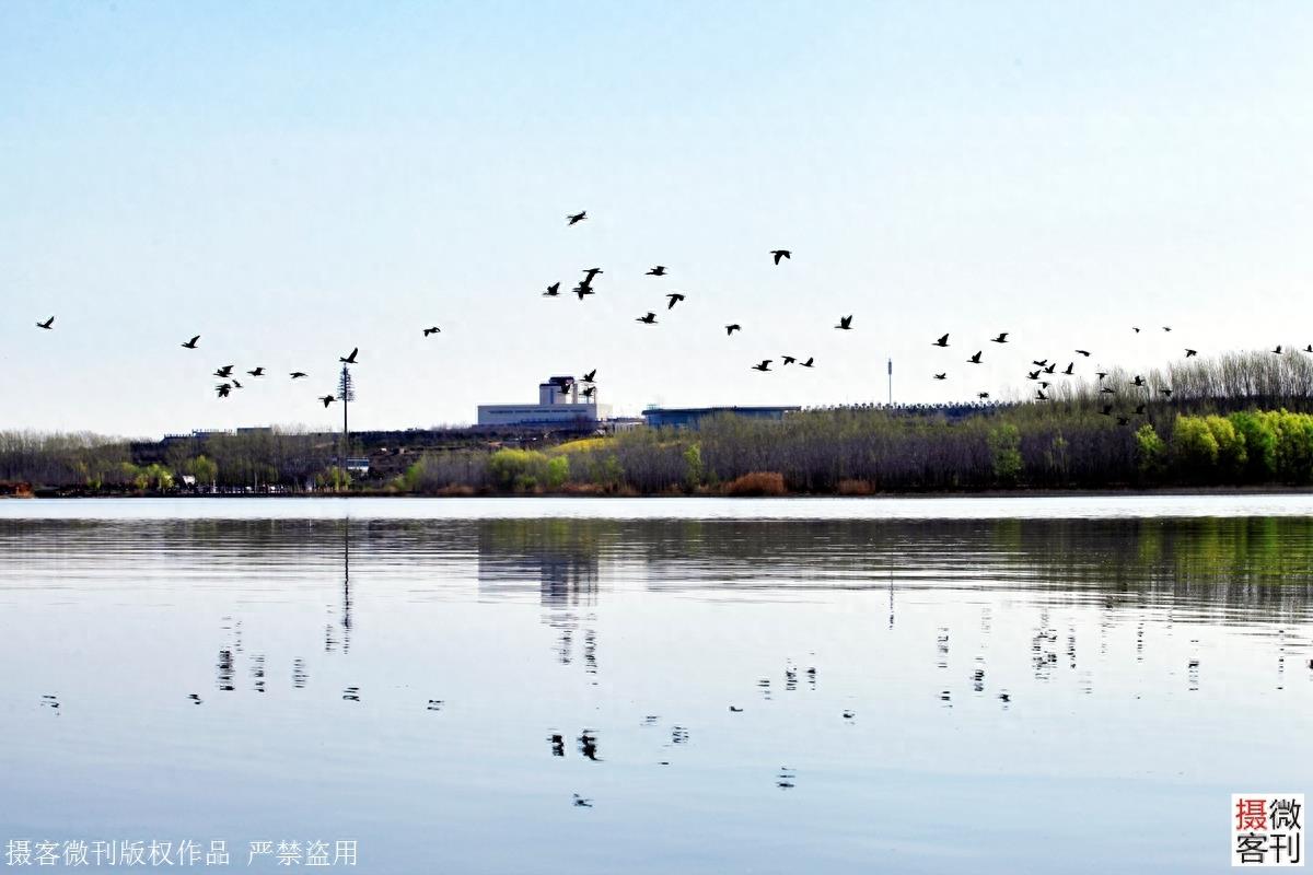 鹤鸣湖吸引众多珍惜水鸟栖息，被称鹤壁后花园
