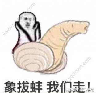 ​PDD每天用象拔蚌走位，象拔蚌到底是个什么鬼？此文终揭晓