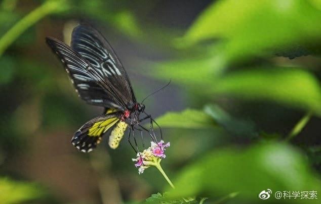 盘点世界上最大的昆虫 令人望而生畏