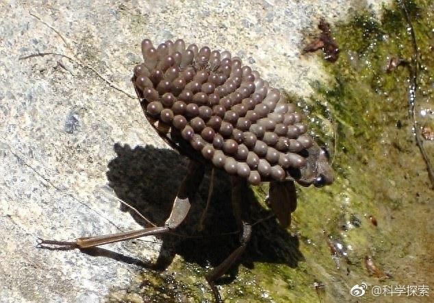 盘点世界上最大的昆虫 令人望而生畏