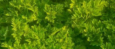 ​艾草种植不可盲目发展，谨防出现市场风险