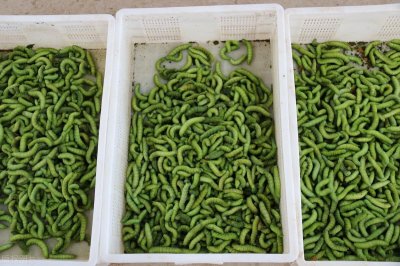 ​塑料大棚豆丹-芹菜高产高效栽培技术，加强田间管理，增加产量