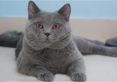 ​十大可爱猫咪品种，一起来了解吧