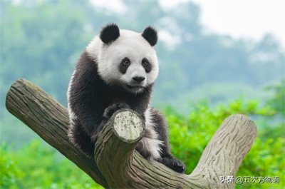 ​熊科物种概述