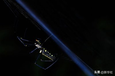 ​新华全媒+|夜探雨林