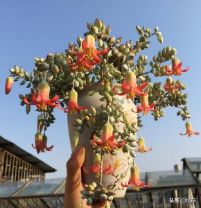​没养达摩福娘，不知道达摩福娘如此美，养了却爱不释手