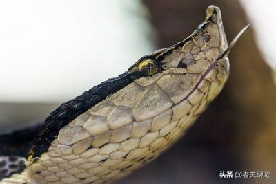 ​永不低头的毒蛇——五步蛇，为何毒性不高却更可怕？