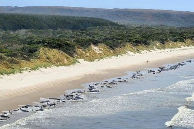 ​太平洋近500头鲸大规模搁浅死（澳大利亚230头鲸鱼为何集体搁浅）