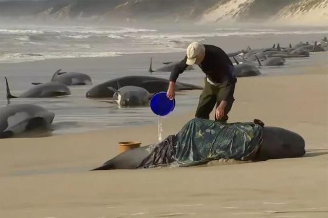 太平洋近500头鲸大规模搁浅死（澳大利亚230头鲸鱼为何集体搁浅）(2)