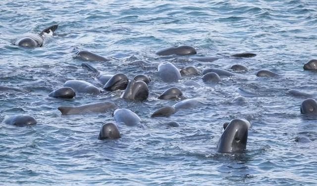 太平洋近500头鲸大规模搁浅死（澳大利亚230头鲸鱼为何集体搁浅）(5)