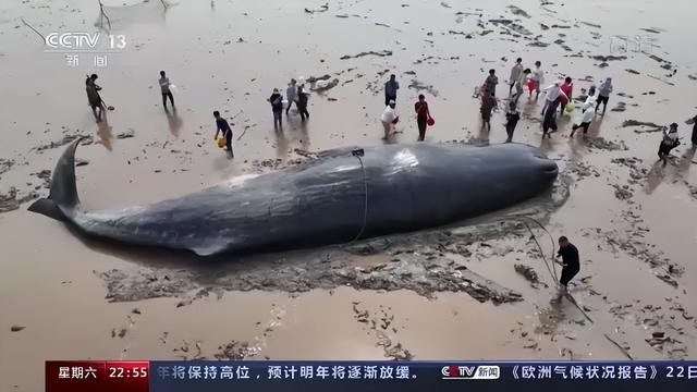 太平洋近500头鲸大规模搁浅死（澳大利亚230头鲸鱼为何集体搁浅）(20)