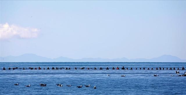 太平洋近500头鲸大规模搁浅死（澳大利亚230头鲸鱼为何集体搁浅）(14)