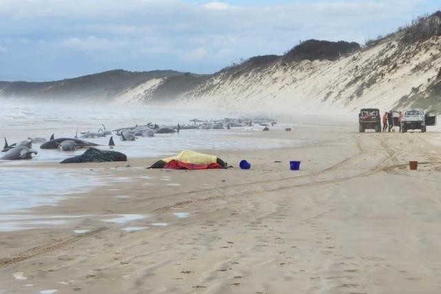 太平洋近500头鲸大规模搁浅死（澳大利亚230头鲸鱼为何集体搁浅）(7)