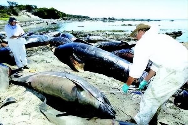 太平洋近500头鲸大规模搁浅死（澳大利亚230头鲸鱼为何集体搁浅）(9)