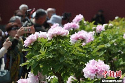​北京景山公园牡丹进入盛花期 两万余株牡丹竞芳菲