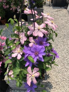 ​铁线莲冬天能开花吗？