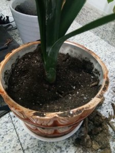 ​君子兰的花期养护方法