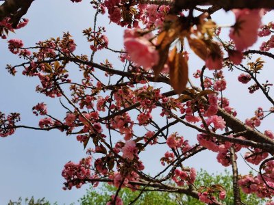 ​中国樱花开花时间，和日本樱花有什么区别