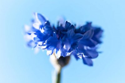 ​矢车菊有毒吗，能在家里养吗
