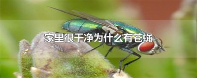 ​家里很干净为什么有苍蝇
