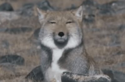 ​动物界的表情包——“藏狐”