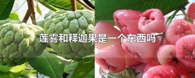 ​释迦果和莲雾的意义 水果释迦和莲雾