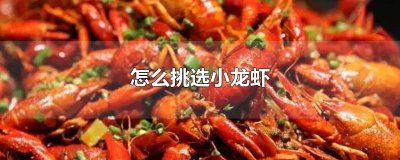 ​怎么挑选小龙虾