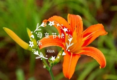 ​中国人的母亲节