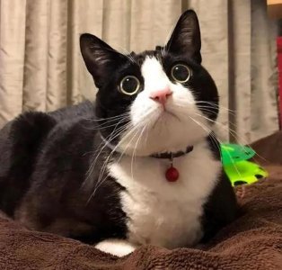 ​对峙四天半，我是如何折服于一只猫的风骨？