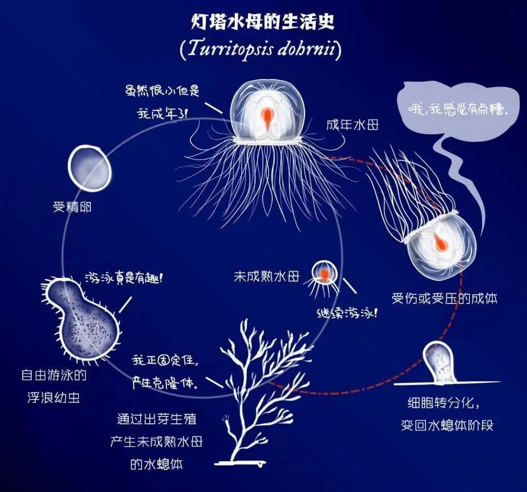 世界上永生不死的动物（什么动物死不了）(图7)