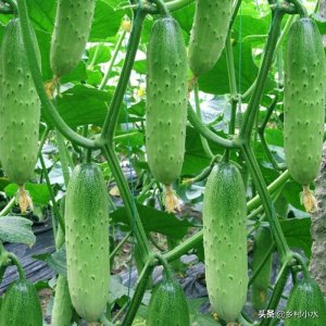 ​黄瓜生长温度是多少（分享黄瓜种植产量高的6个诀窍）