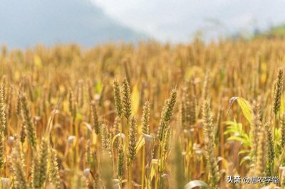 ​小麦价格持续上涨，目前多少钱一斤？2023年12月小麦行情走势预测