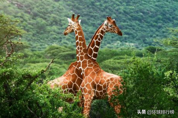 陆地上最大的动物是什么（陆地最大的动物排名前10）