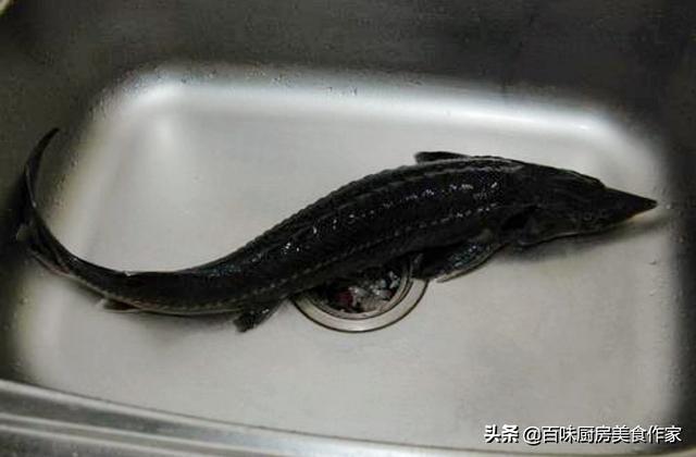 鲟鱼为什么要用热水烫(鲟鱼热水烫完发红怎么回事)