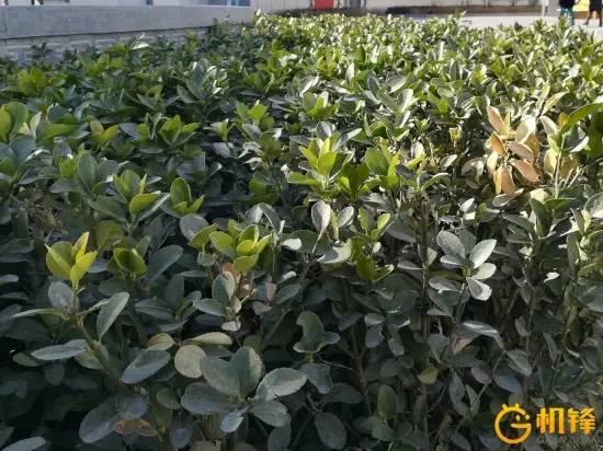 荣耀8青春版参数珍藏（荣耀8青春版评测）(34)
