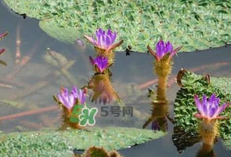鸡头米怎么种植？鸡头米怎么保存