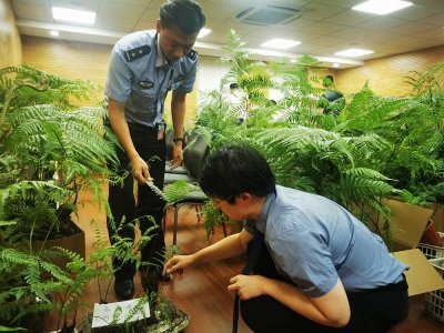 ​涨知识︱上海一花店老板卖金毛狗蕨被公诉 金毛狗蕨